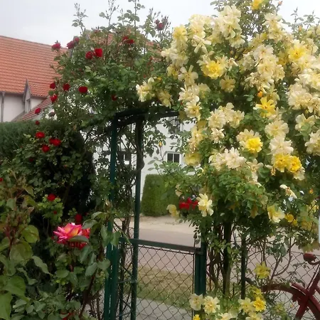Zum Rosenhof Weisse Rose